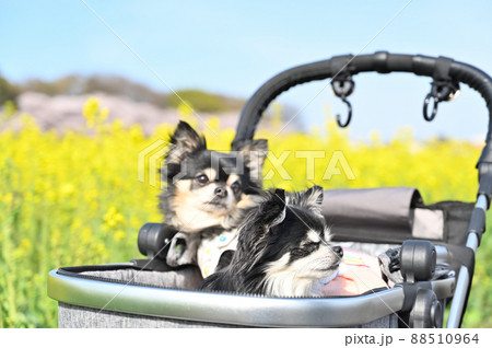 見沼田んぼの菜の花畑で犬散歩　チワワ　多頭飼い　埼玉県さいたま市 88510964