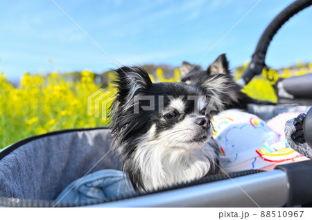 見沼田んぼの菜の花畑で犬散歩 チワワ 多頭飼い 埼玉県さいたま市 見沼田んぼの菜の花畑で犬散歩 チワワ 多頭飼い 埼玉県さいたま市 88510967
