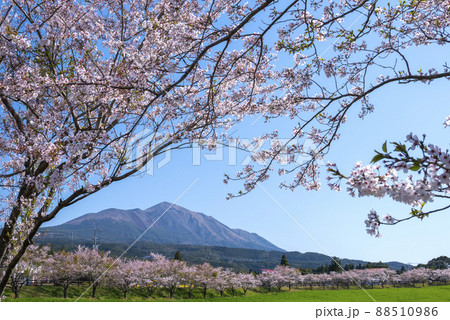 高千穂牧場の桜から霧島 高千穂牧場の桜から霧島 88510986