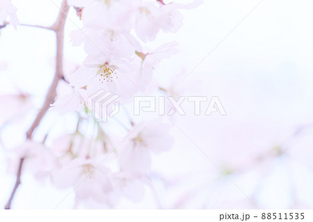 我孫子八坂神社の春　桜 88511535