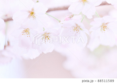 我孫子八坂神社の春 桜 我孫子八坂神社の春 桜 88511589