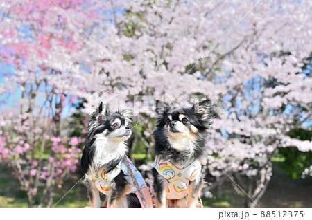 高尾さくら公園で犬の春散歩 チワワ 多頭飼い 埼玉県北本市 高尾さくら公園で犬の春散歩 チワワ 多頭飼い 埼玉県北本市 88512375