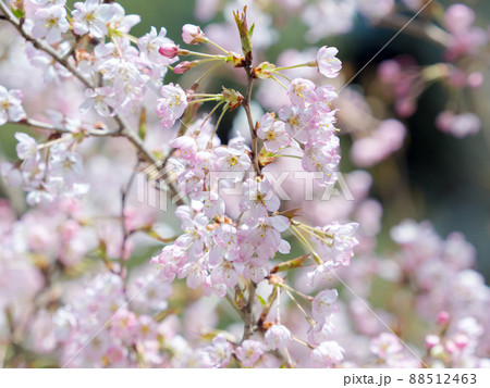 仁科小町 仁科小町 88512463