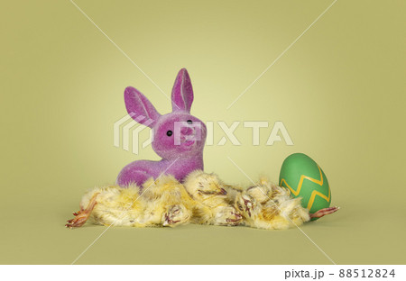 Frozen day old chicks on green 88512824