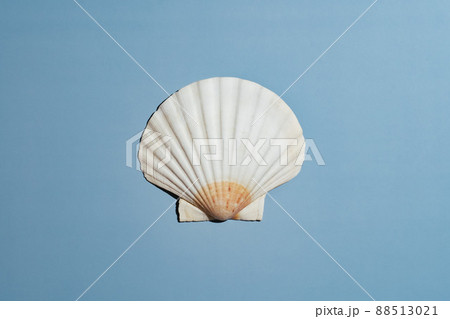 scallop seashell on blue background scallop seashell on blue background 88513021