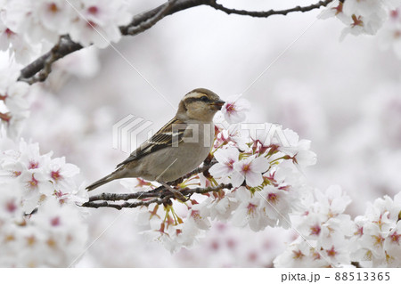 桜とニュウナイスズメのメス 桜とニュウナイスズメのメス 88513365