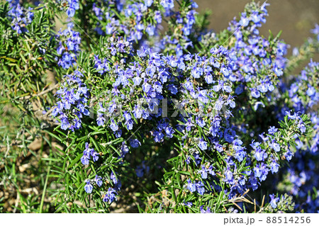 ローズマリー 88514256