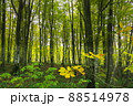 ブナ林 88514978