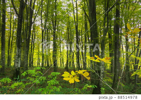 ブナ林 88514978
