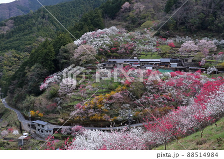 仁淀川町の上久喜 花桃に包まれる山里 (高知県) 仁淀川町の上久喜 花桃に包まれる山里 (高知県) 88514984