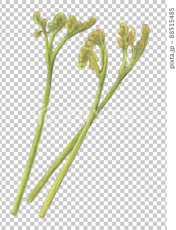 わらび　背景透過　水彩色鉛筆山菜イラスト 88515485