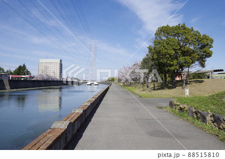 愛知県半田市 潮風の丘緑地 桜 愛知県半田市 潮風の丘緑地 桜 88515810