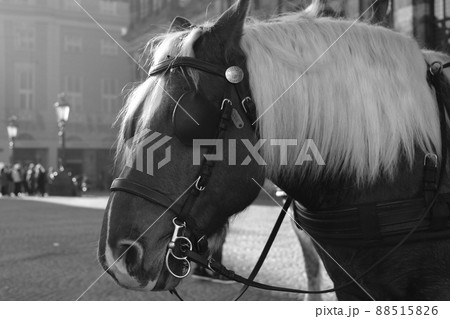 観光用馬車の馬 観光用馬車の馬 88515826