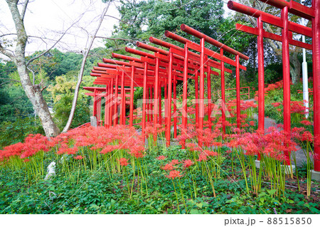静岡県 浜松市 岩水寺 彼岸花 静岡県 浜松市 岩水寺 彼岸花 88515850