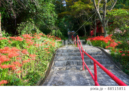 静岡県 浜松市 岩水寺 彼岸花 静岡県 浜松市 岩水寺 彼岸花 88515851