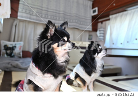 愛犬とキャンピングカー旅行 チワワ 多頭飼い 愛犬とキャンピングカー旅行 チワワ 多頭飼い 88516222