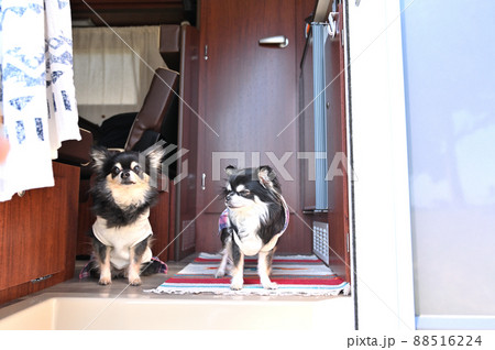 愛犬とキャンピングカー旅行 チワワ 多頭飼い 愛犬とキャンピングカー旅行 チワワ 多頭飼い 88516224