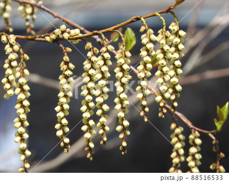 キブシ（木五倍子）の花：雄花 88516533