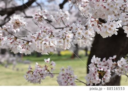 黒い木肌と白い桜 黒い木肌と白い桜 88516553