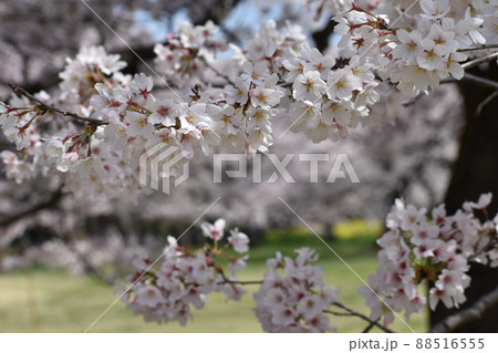 黒い木肌と白い桜 黒い木肌と白い桜 88516555