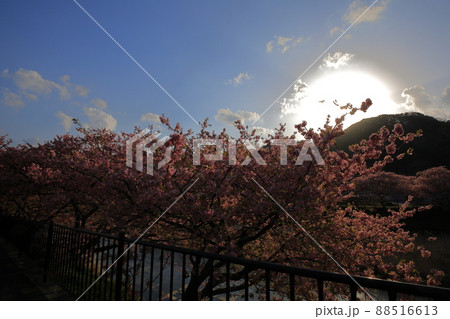 夕暮れの河津桜 88516613