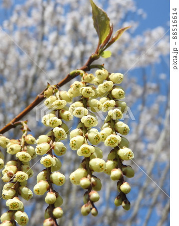キブシ(木五倍子)の花:雄花 キブシ(木五倍子)の花:雄花 88516614