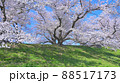京都 背割堤の桜 88517173