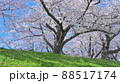 京都 背割堤の桜 88517174