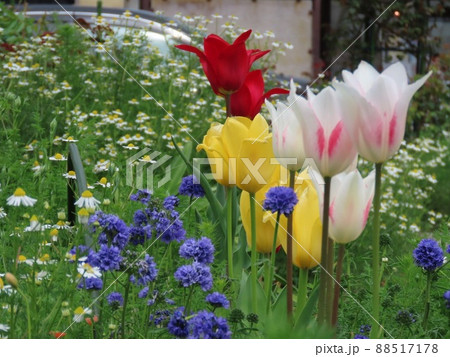 駅前のロータリーで人々を出迎える色鮮やかなチューリップ 88517178