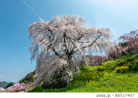 奈良県宇陀市の又兵衛桜 奈良県宇陀市の又兵衛桜 88517407