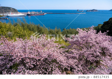 宮崎県日南市梅ヶ丘の桜から望む油津港と七つ岩 88517435