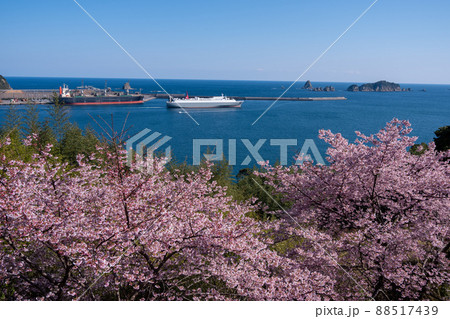 宮崎県日南市梅ヶ丘の桜から望む油津港と七つ岩 88517439
