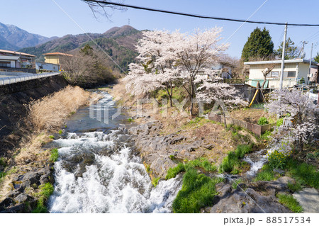 古渡橋から見た鹿留川と桜(山梨県都留市) 古渡橋から見た鹿留川と桜(山梨県都留市) 88517534