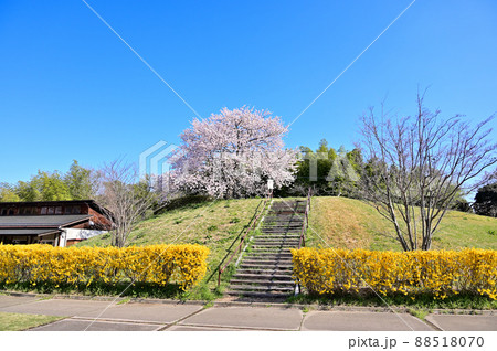 満開の桜 サンアメニティ北本キャンプフィールドの春 埼玉県北本市 満開の桜 サンアメニティ北本キャンプフィールドの春 埼玉県北本市 88518070