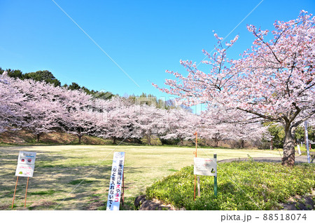 満開の桜並木 サンアメニティ北本キャンプフィールドの春 埼玉県北本市 満開の桜並木 サンアメニティ北本キャンプフィールドの春 埼玉県北本市 88518074