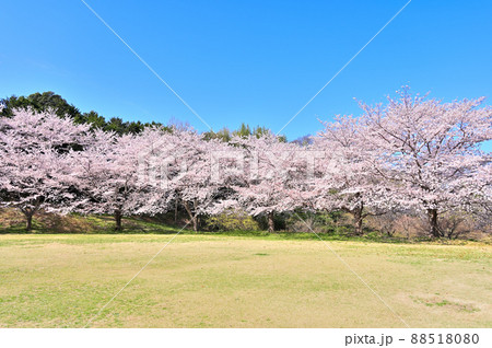 満開の桜並木 サンアメニティ北本キャンプフィールドの春 埼玉県北本市 満開の桜並木 サンアメニティ北本キャンプフィールドの春 埼玉県北本市 88518080
