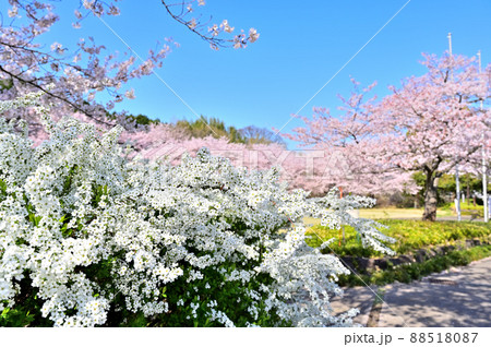 満開の桜並木とユキヤナギ サンアメニティ北本キャンプフィールドの春 埼玉県北本市 満開の桜並木とユキヤナギ サンアメニティ北本キャンプフィールドの春 埼玉県北本市 88518087
