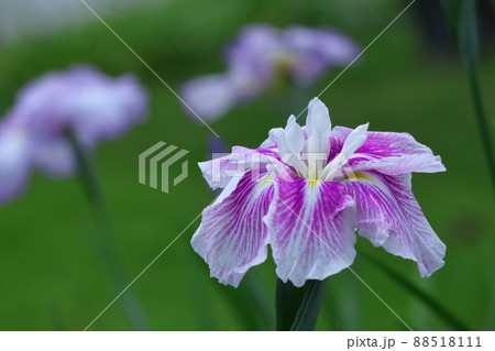 凛として優雅に咲く 88518111