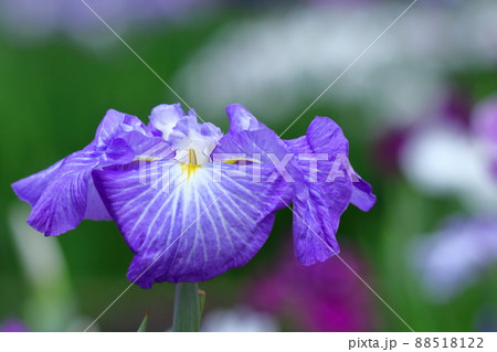 凛として優雅に咲く 88518122