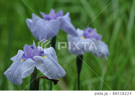 凛として優雅に咲く 88518224