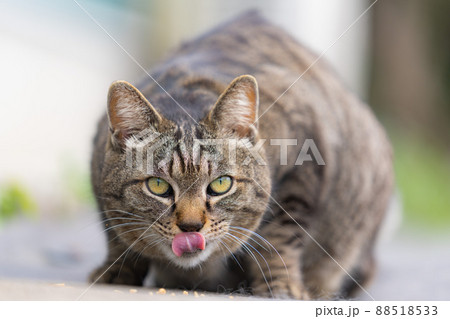 野良猫 野良猫 88518533