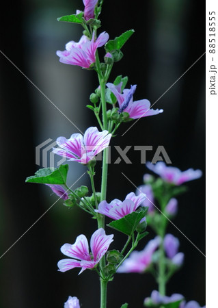 気高く威厳に満ちた花 88518555