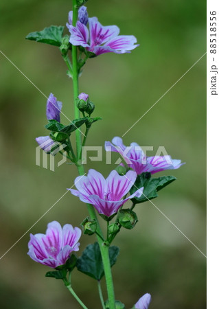 気高く威厳に満ちた花 88518556