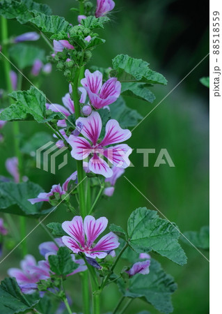 気高く威厳に満ちた花 88518559