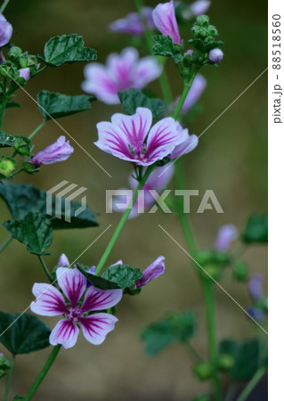 気高く威厳に満ちた花 88518560