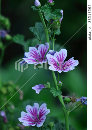 気高く威厳に満ちた花 88518562