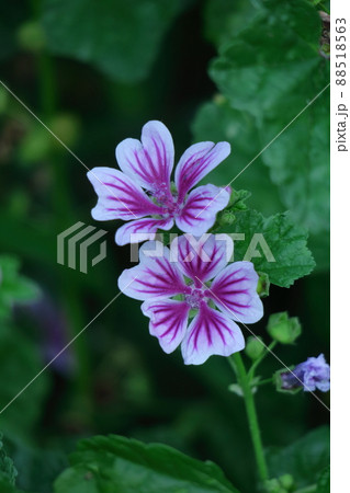 気高く威厳に満ちた花 気高く威厳に満ちた花 88518563