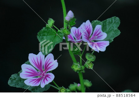 気高く威厳に満ちた花 88518564