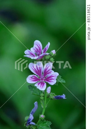 気高く威厳に満ちた花 気高く威厳に満ちた花 88518621