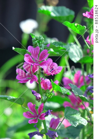 気高く威厳に満ちた花 気高く威厳に満ちた花 88518624